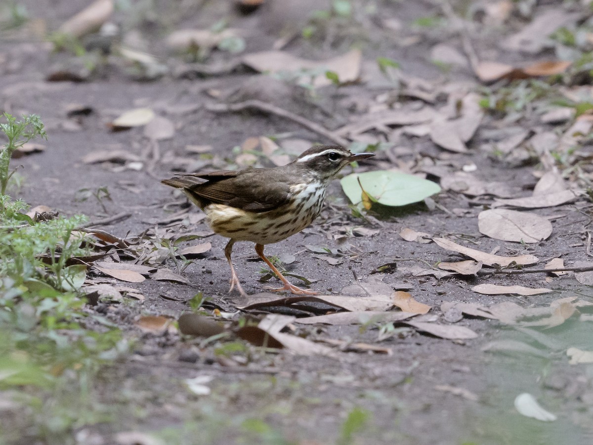 Louisiana Waterthrush - ML645994343