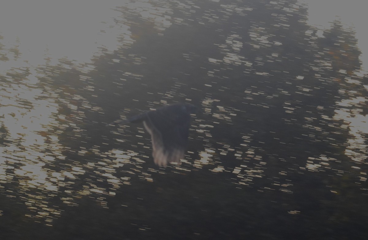 Eurasian Goshawk - ML645994344