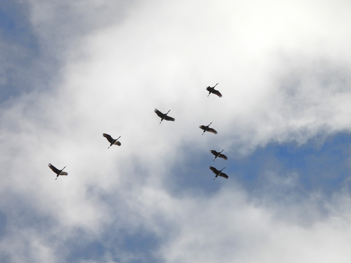 Sandhill Crane - ML645994345