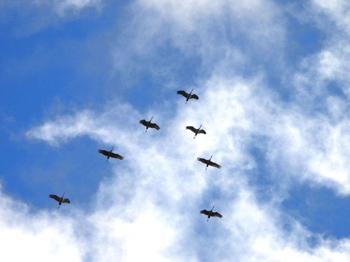 Sandhill Crane - ML645994346