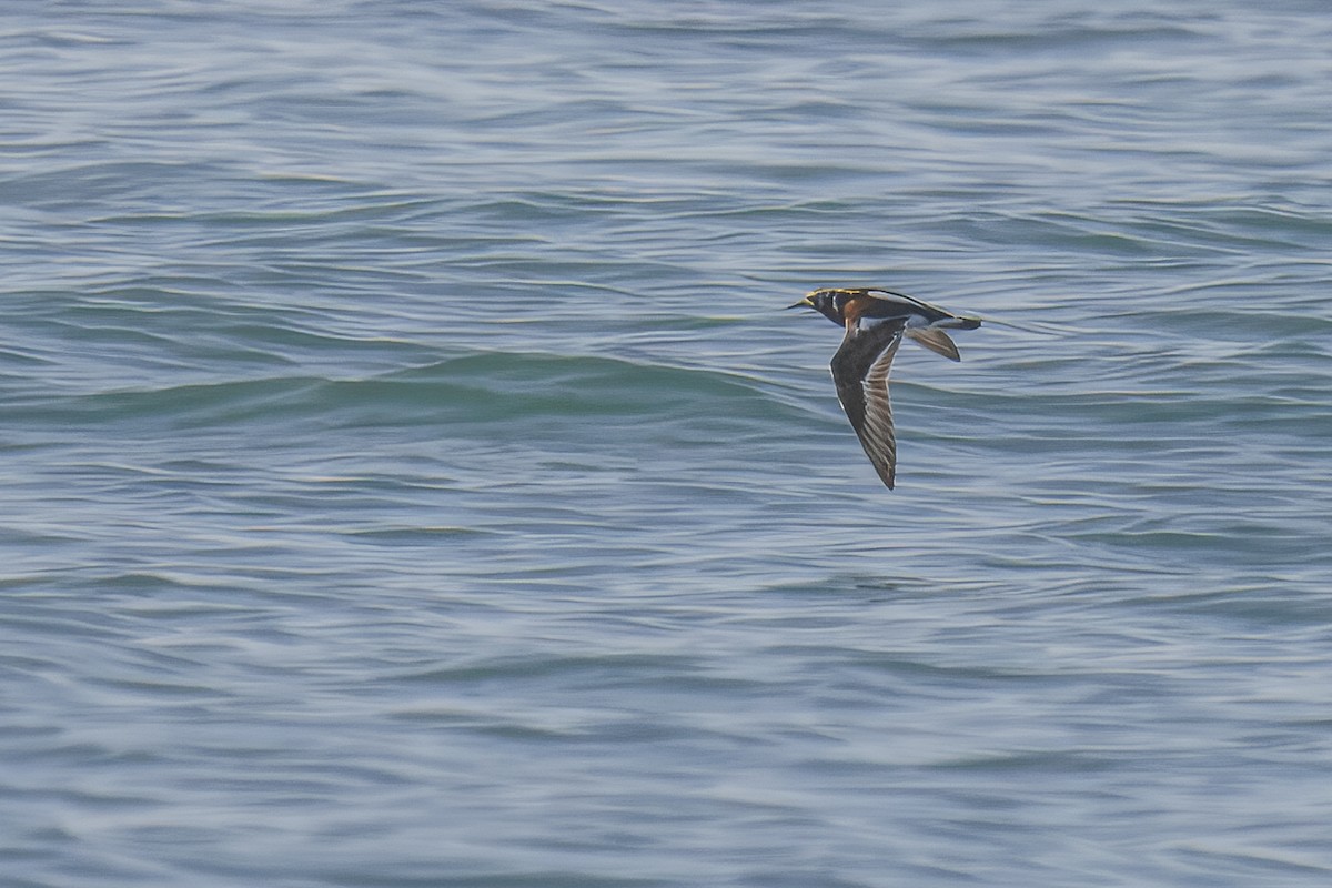 Ruddy Turnstone - ML645994349