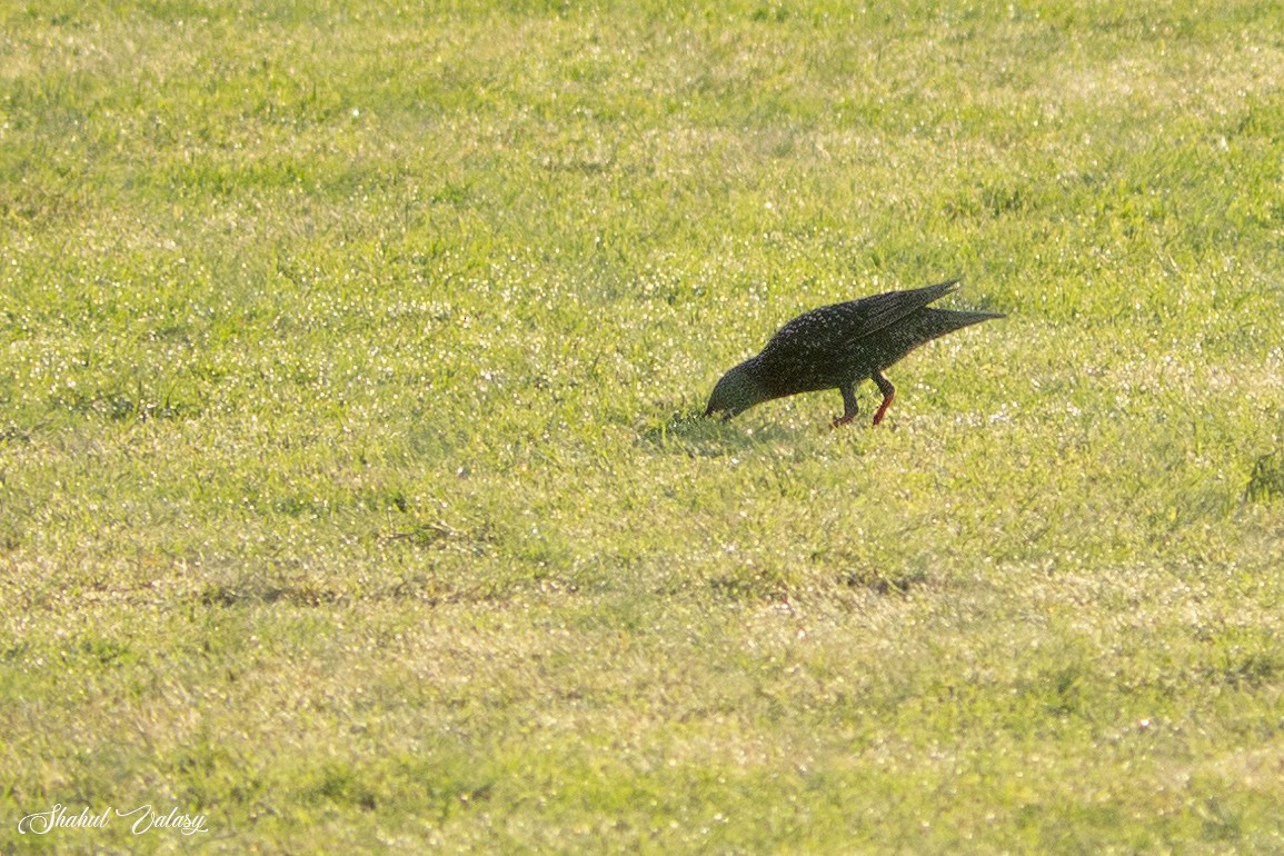European Starling - ML645994351