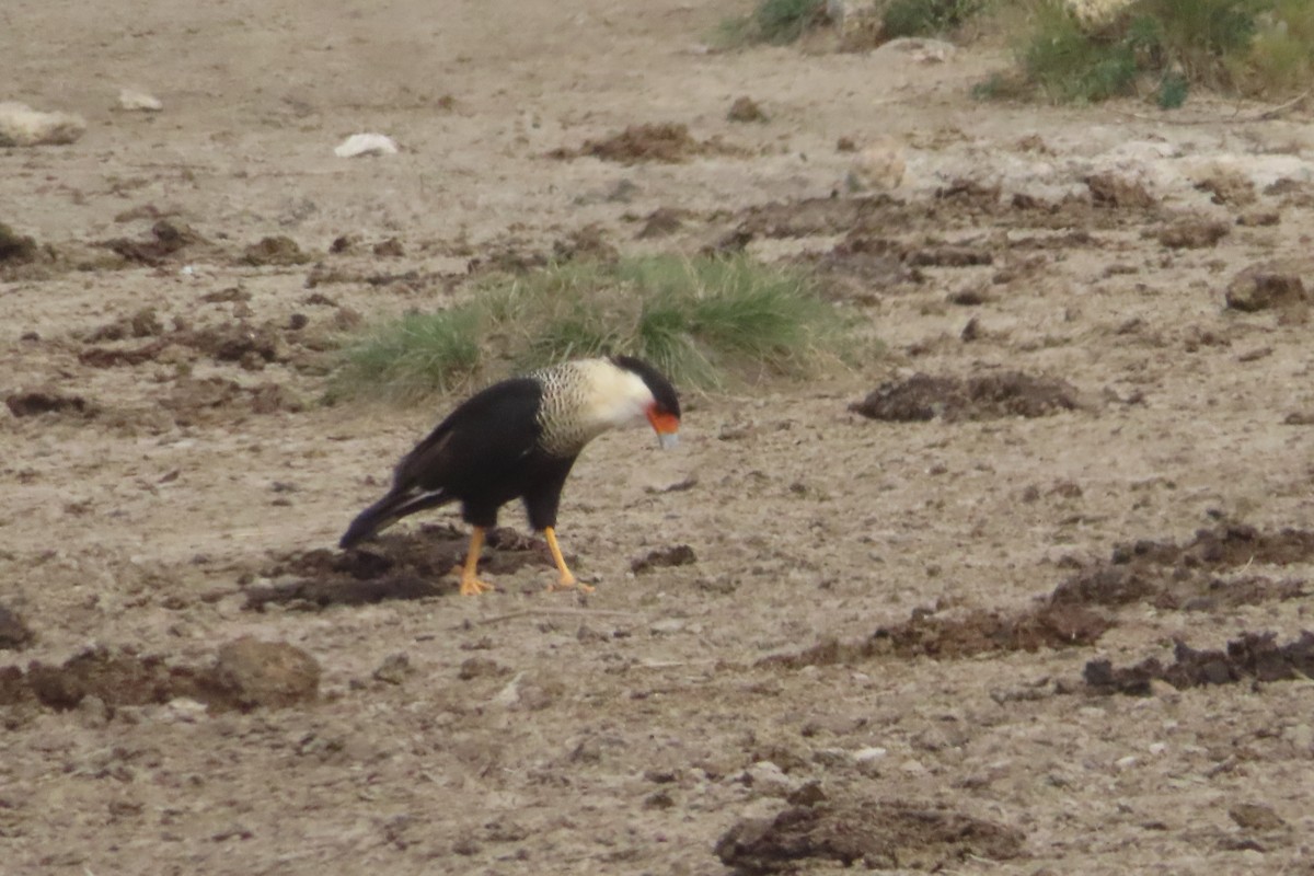 Crested Caracara - ML645994356
