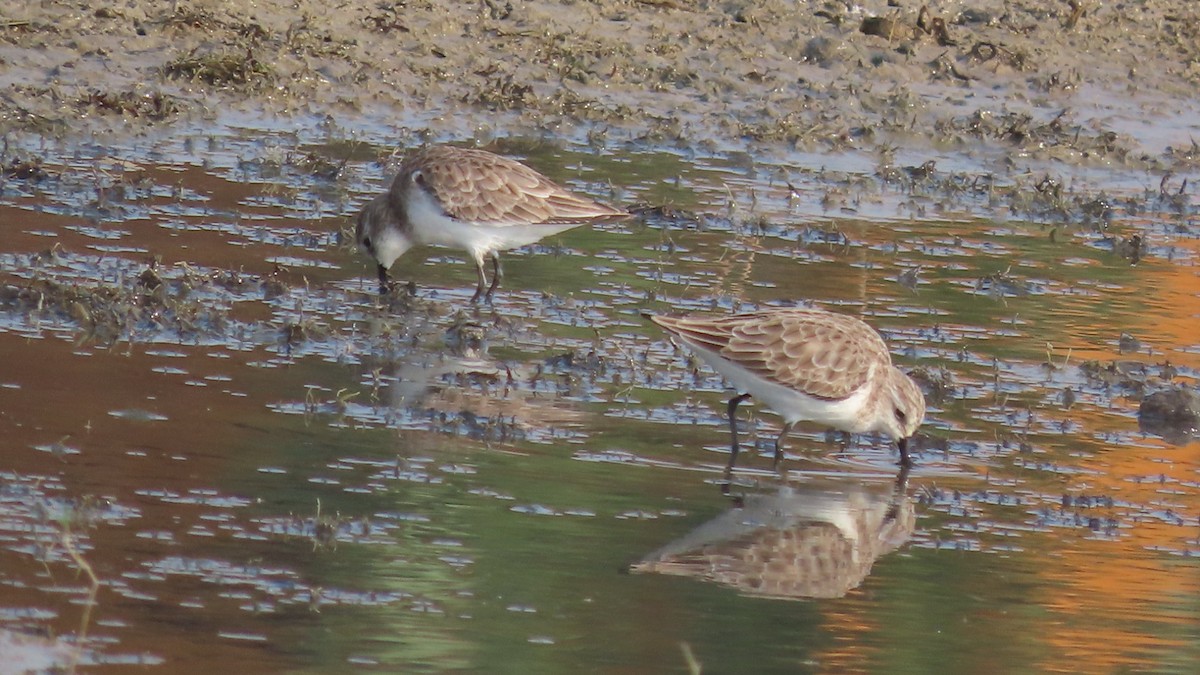 Little Stint - ML645994358