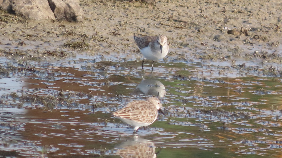 Little Stint - ML645994359