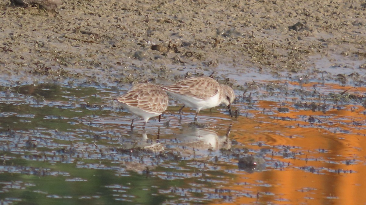 Little Stint - ML645994360