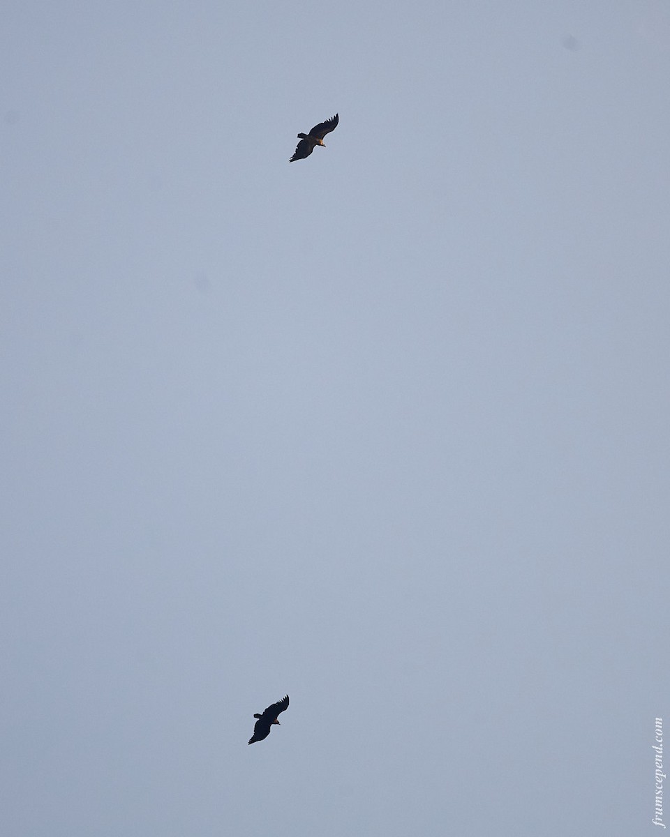 Vautour de l'Himalaya - ML645994366