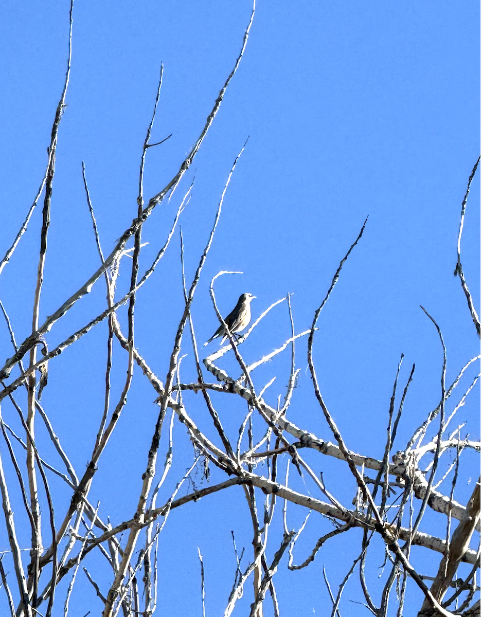 American Robin - ML645994379