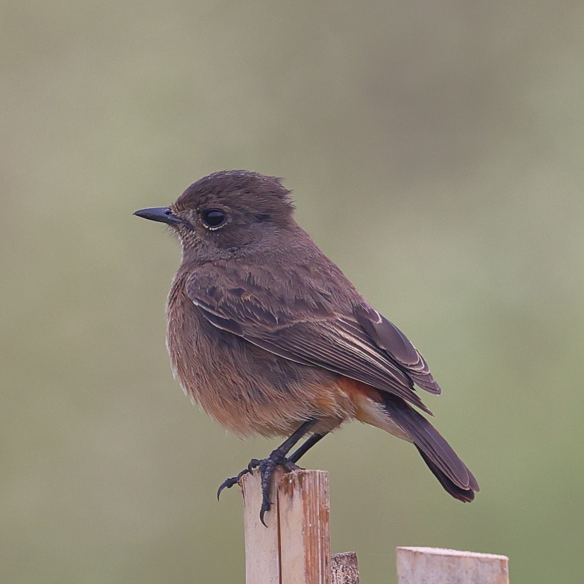 Pied Bushchat - ML645994383