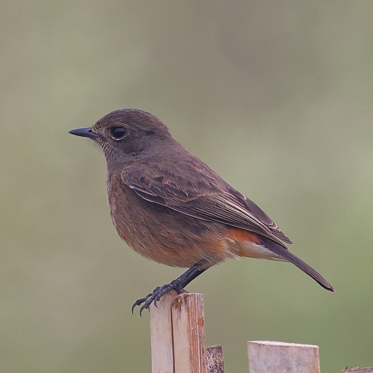 Pied Bushchat - ML645994384