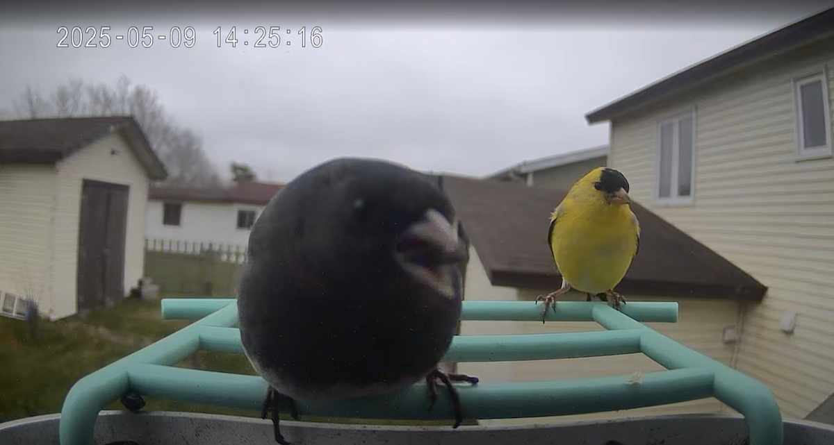 American Goldfinch - ML645994389
