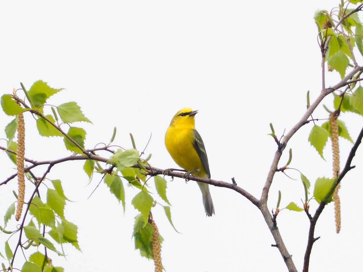 Blue-winged Warbler - ML645994394