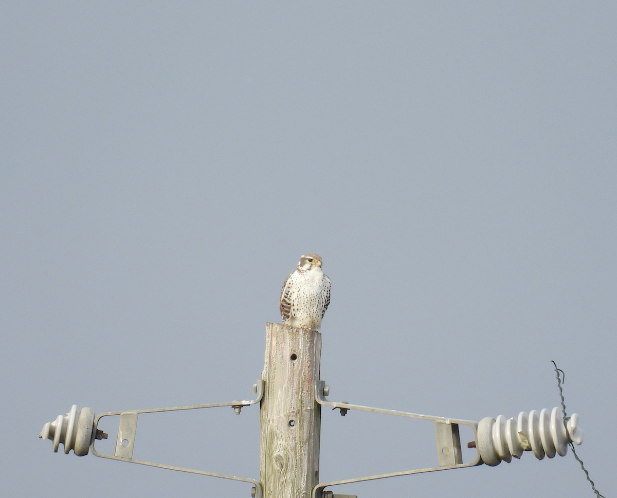 Prairie Falcon - ML645994399