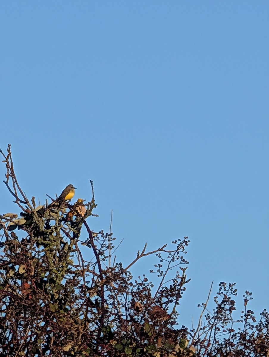 Tropical Kingbird - ML645994419