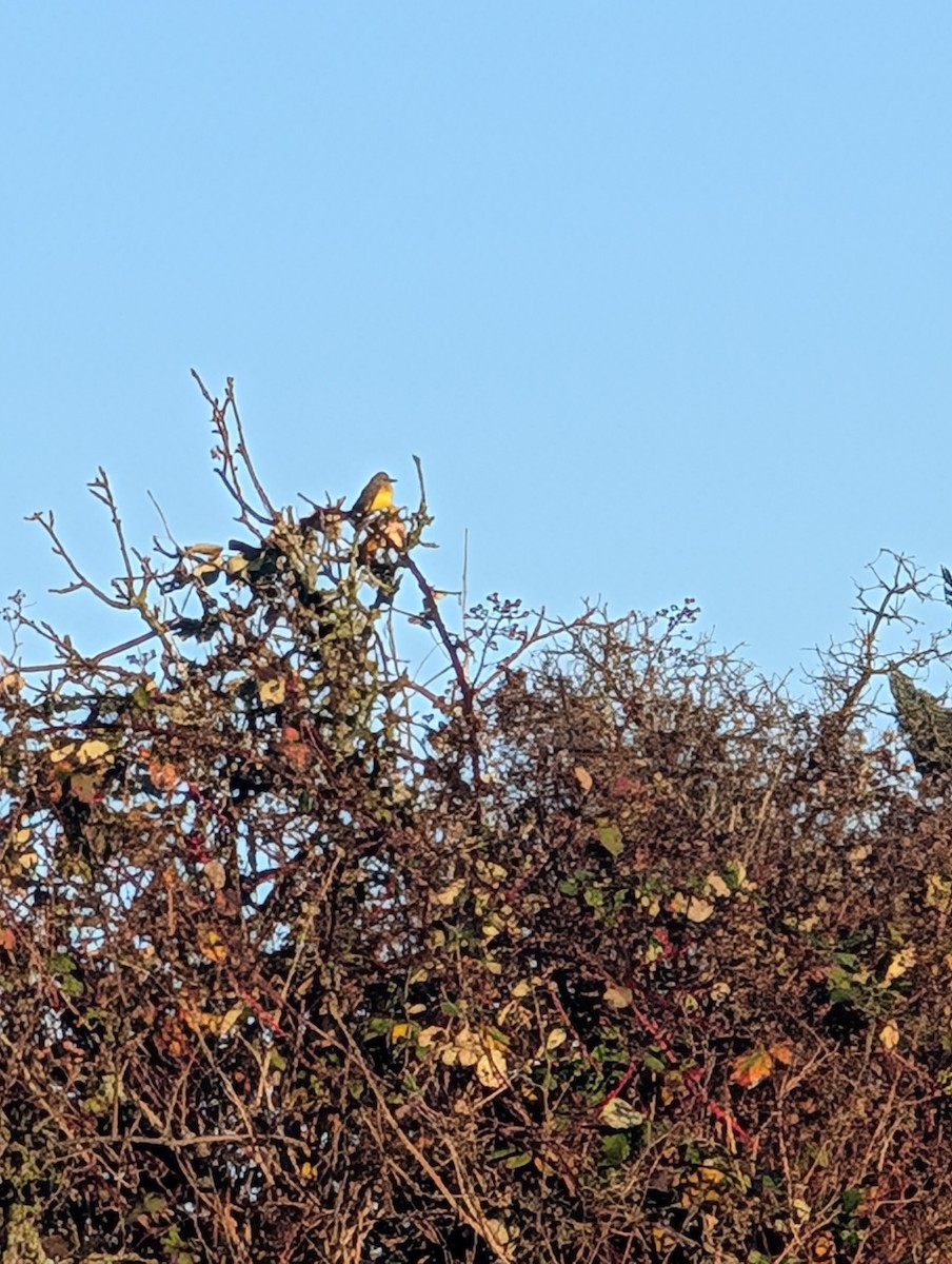 Tropical Kingbird - ML645994426
