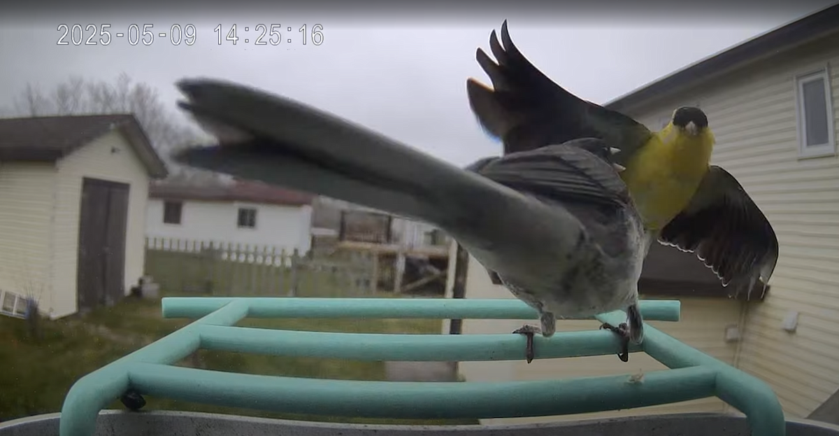 Dark-eyed Junco - ML645994428