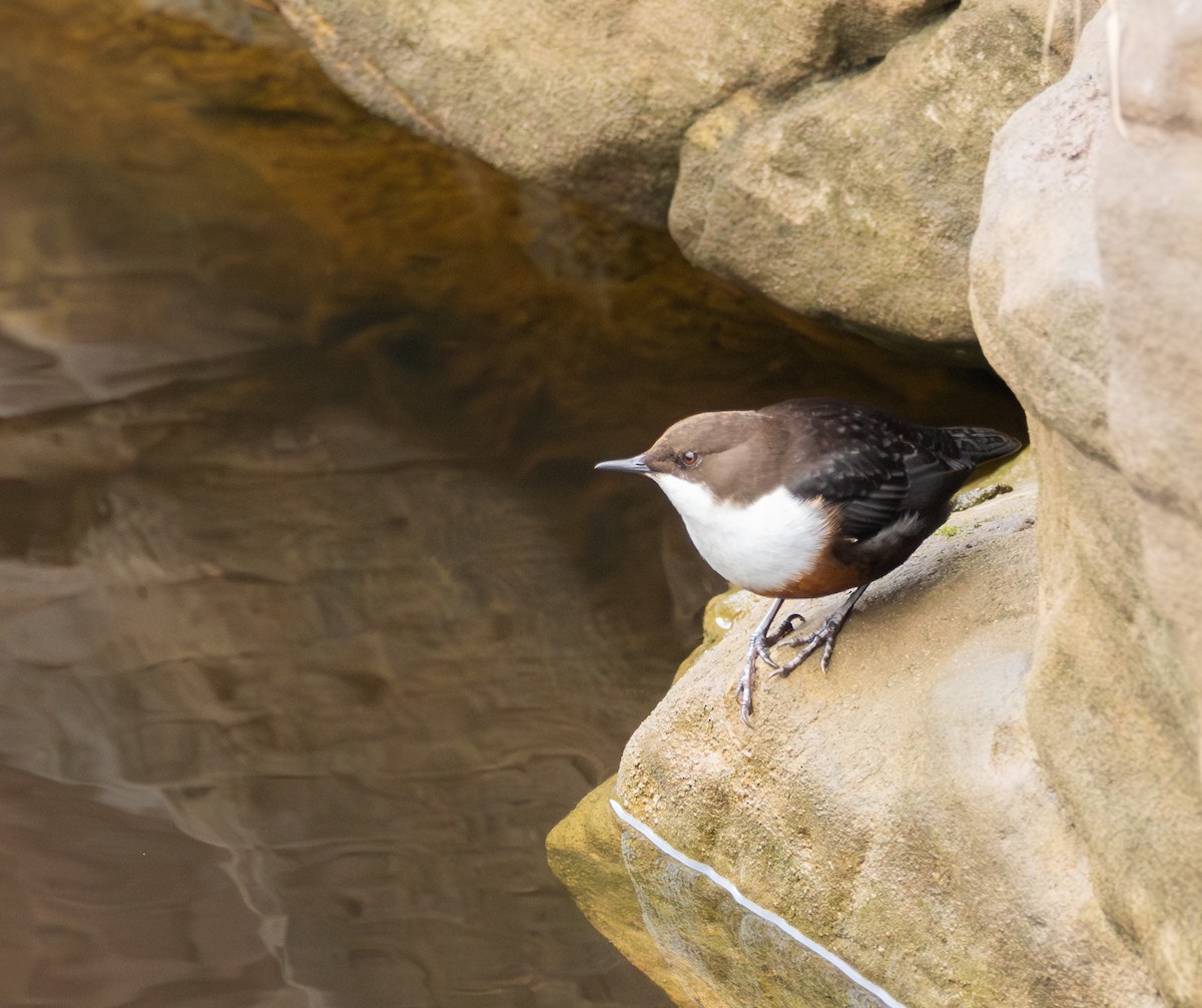 Пронурок біловолий - ML645994435