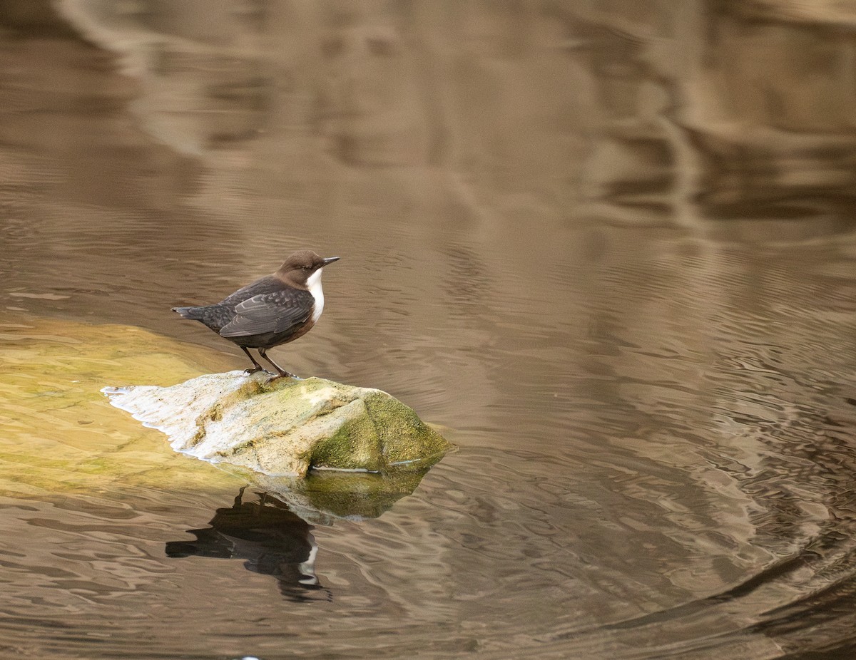 Пронурок біловолий - ML645994436