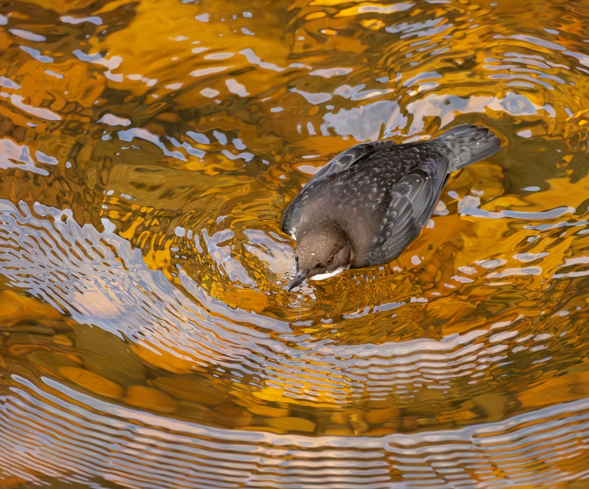 Пронурок біловолий - ML645994438