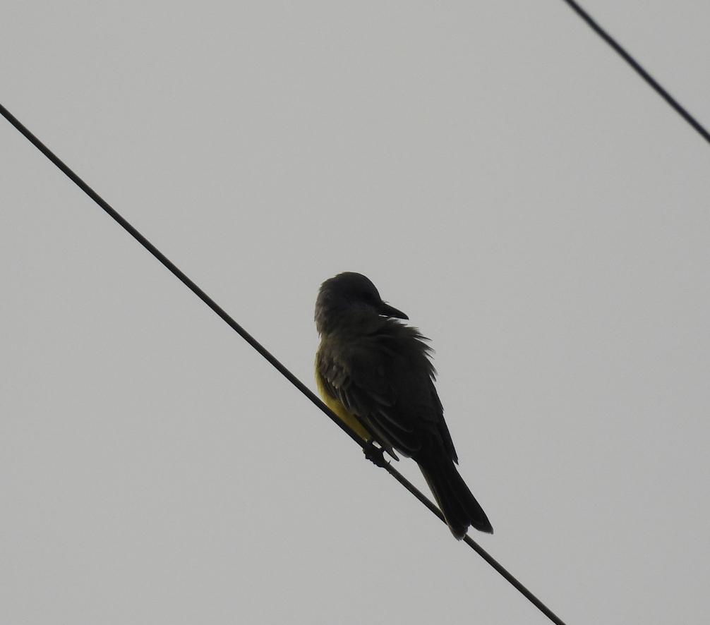 Tropical Kingbird - ML645994439