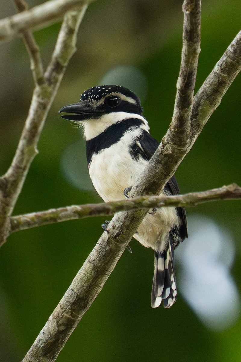 Pied Puffbird - ML645994440
