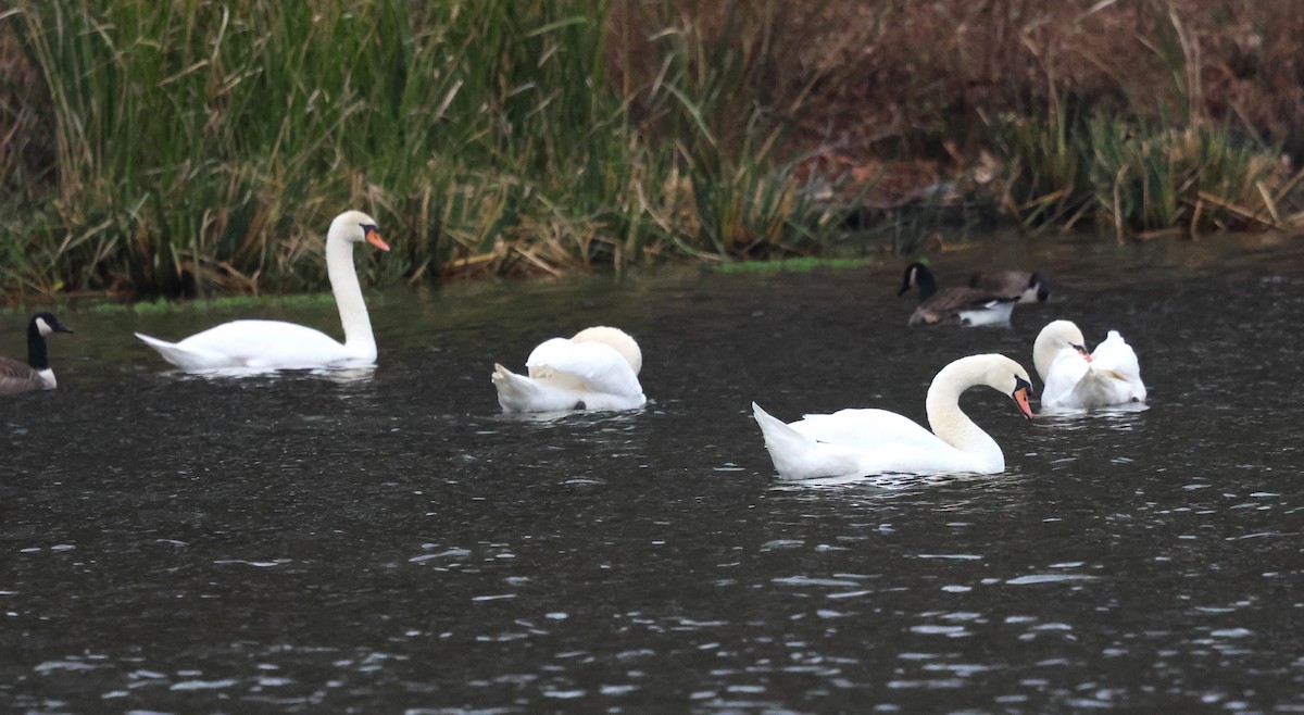 Mute Swan - ML645994442
