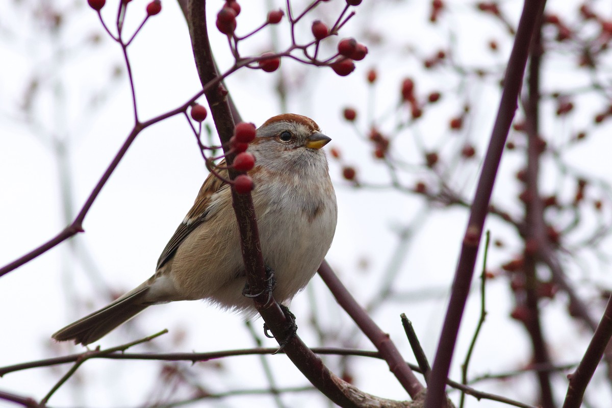 American Tree Sparrow - ML645994452