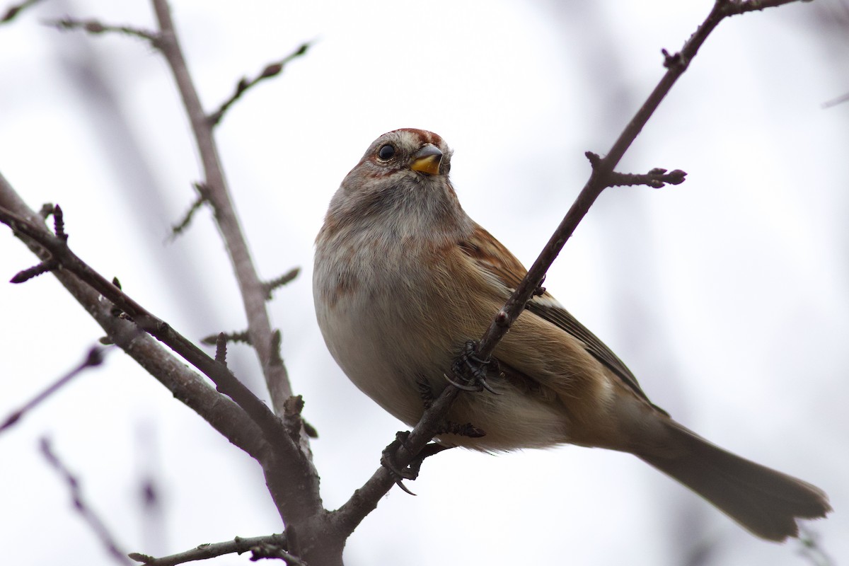 American Tree Sparrow - ML645994453