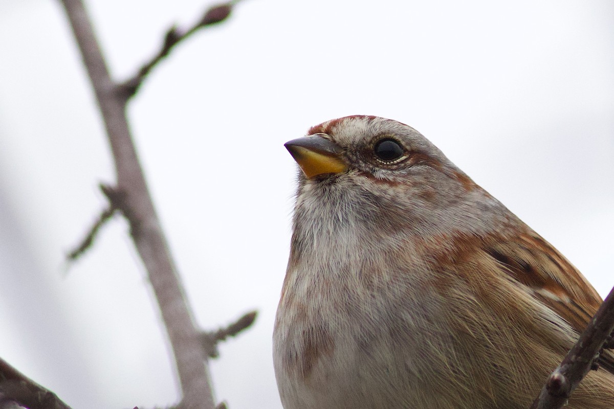 American Tree Sparrow - ML645994456