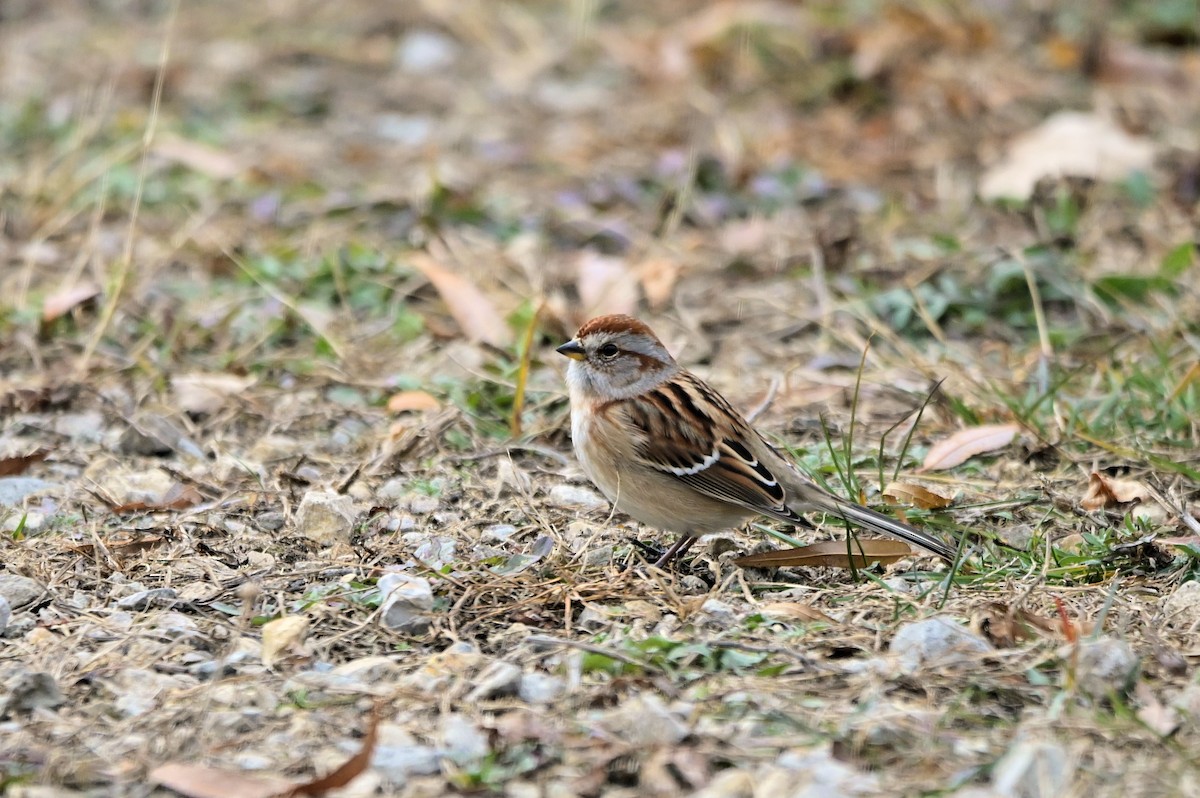 American Tree Sparrow - ML645994462