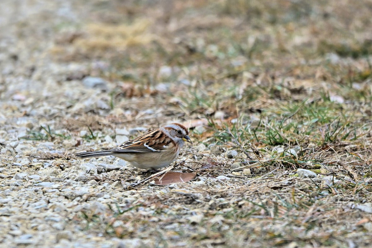 American Tree Sparrow - ML645994463