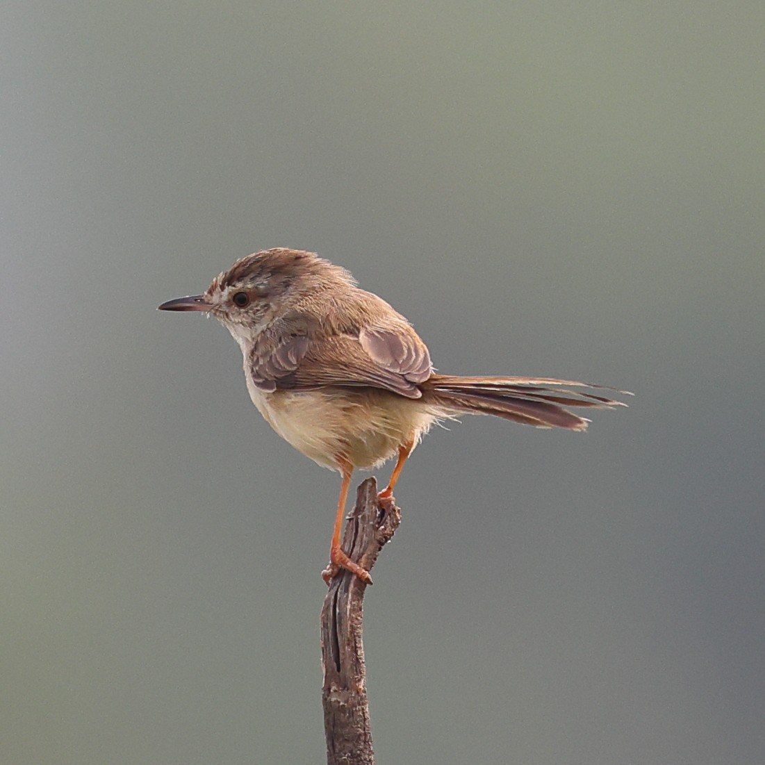 Plain Prinia - ML645994464
