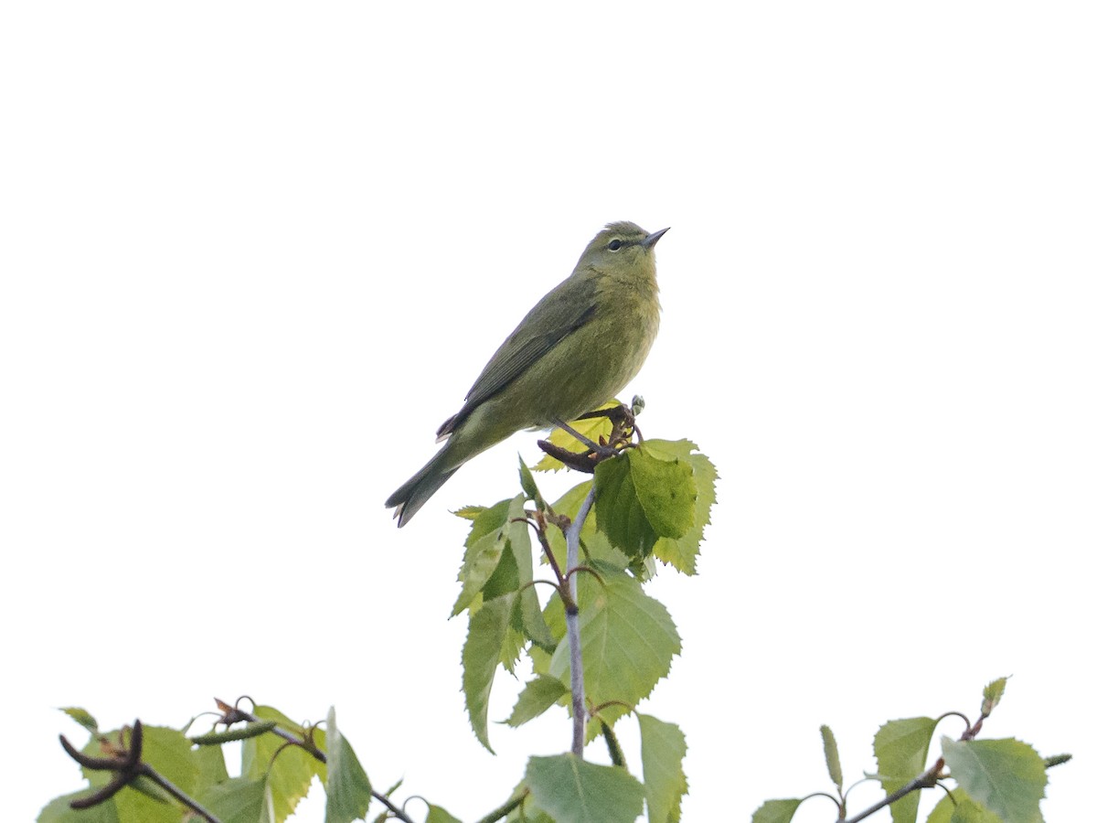 Orange-crowned Warbler - ML645994465