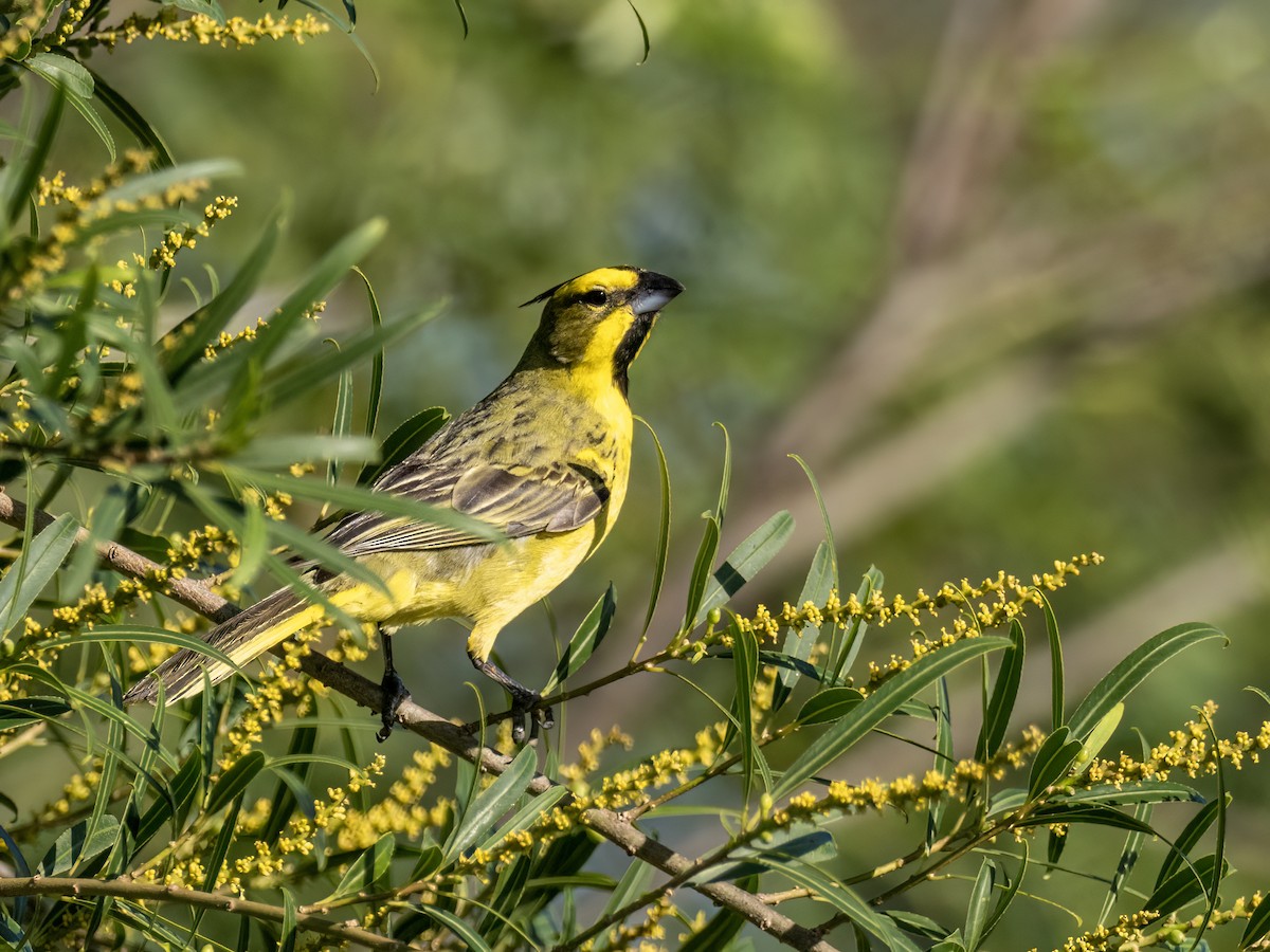 Yellow Cardinal - ML645994466