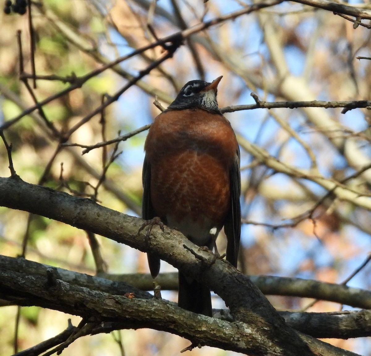 American Robin - ML645994468