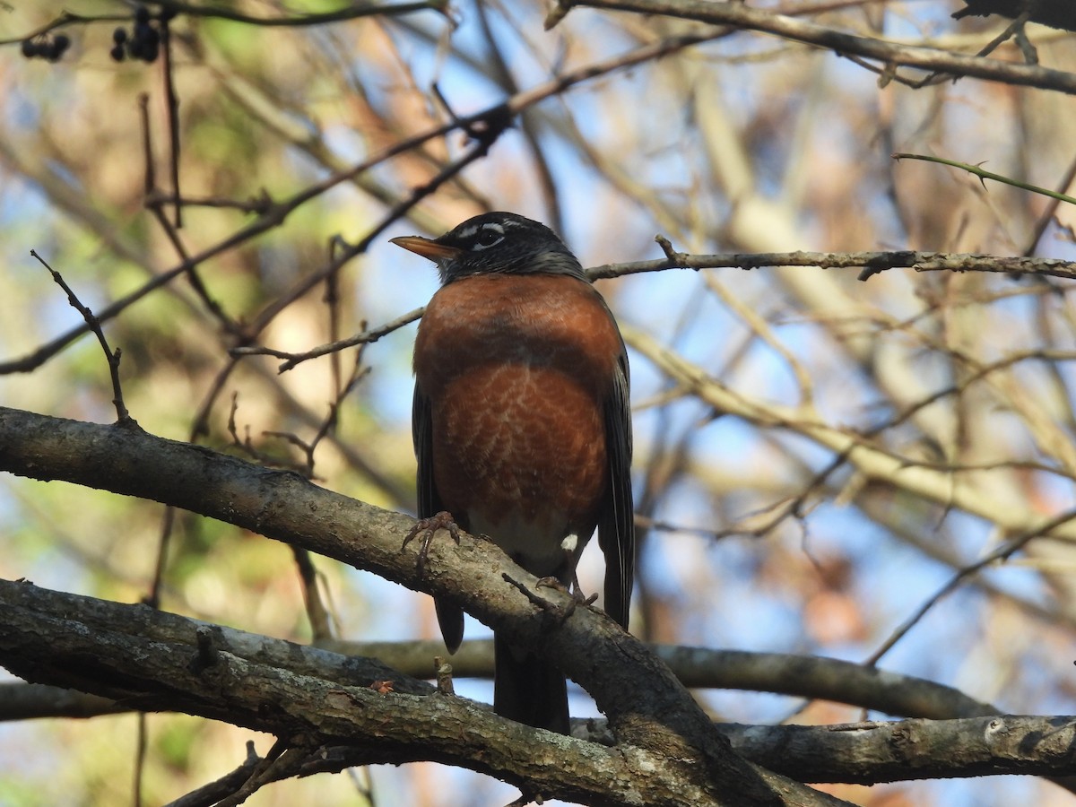 American Robin - ML645994469