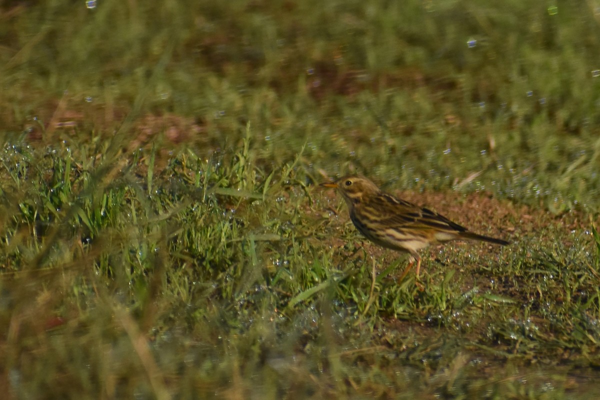 Meadow Pipit - ML645994472