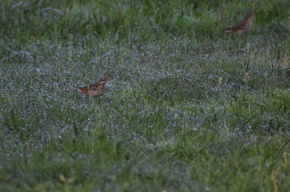 Meadow Pipit - ML645994477