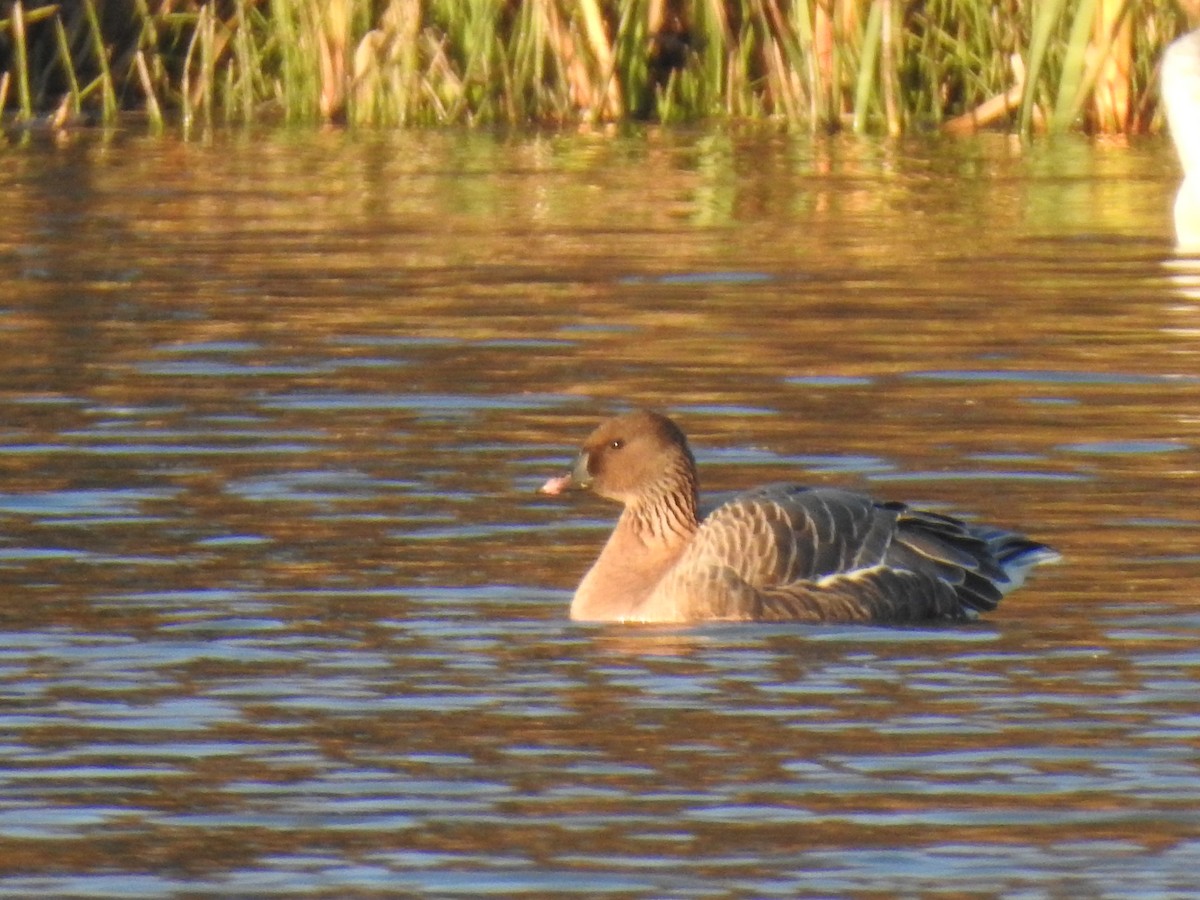 Pink-footed Goose - ML645994478