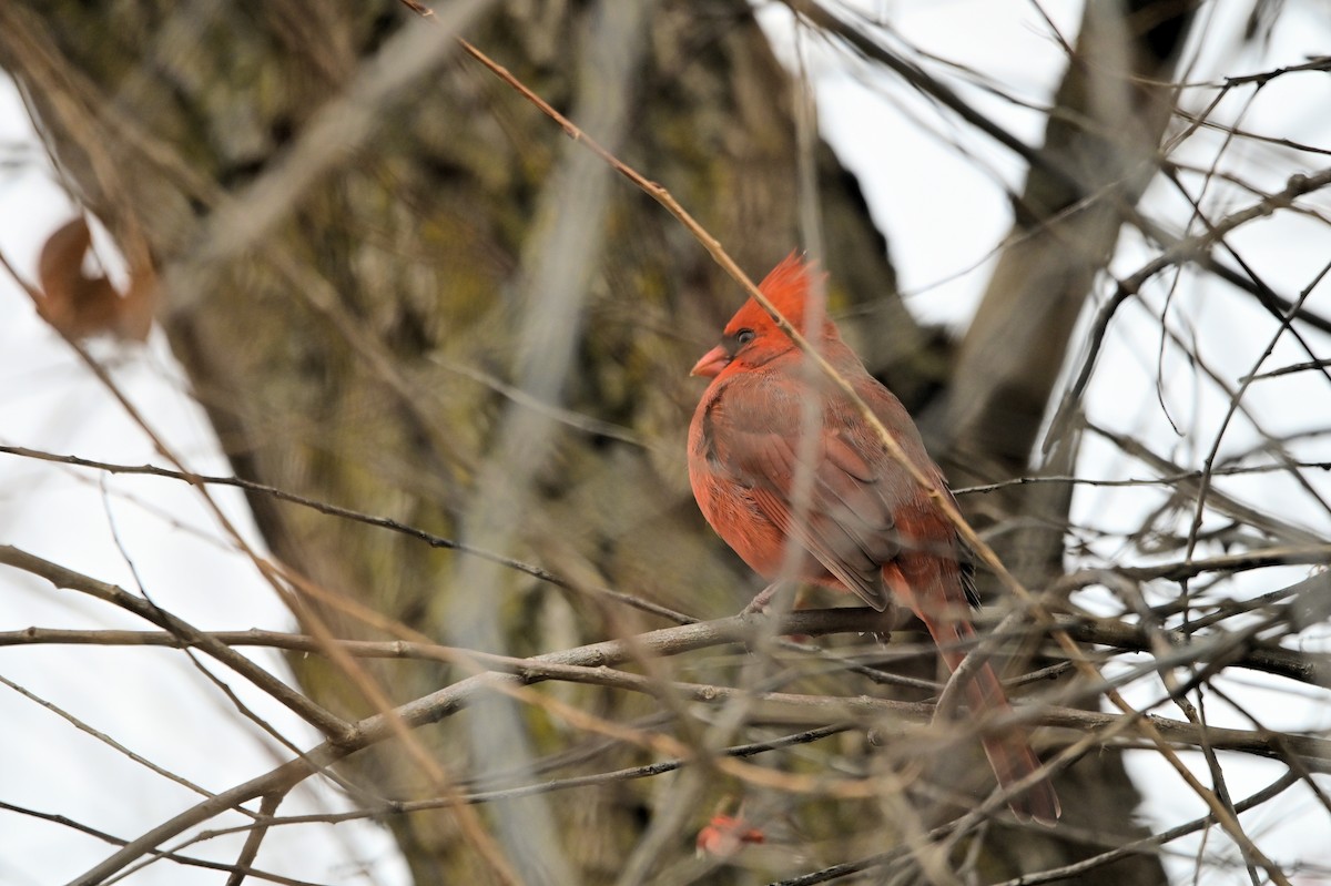 ショウジョウコウカンチョウ - ML645994483