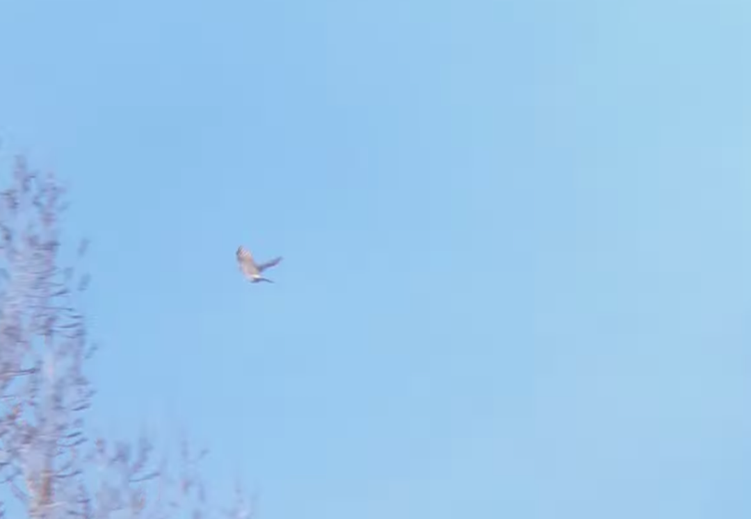 Northern Flicker (Yellow-shafted) - ML645994495