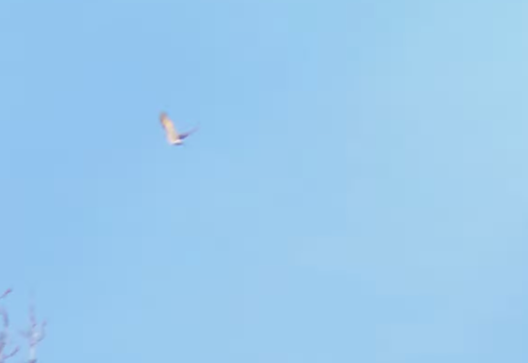 Northern Flicker (Yellow-shafted) - ML645994499