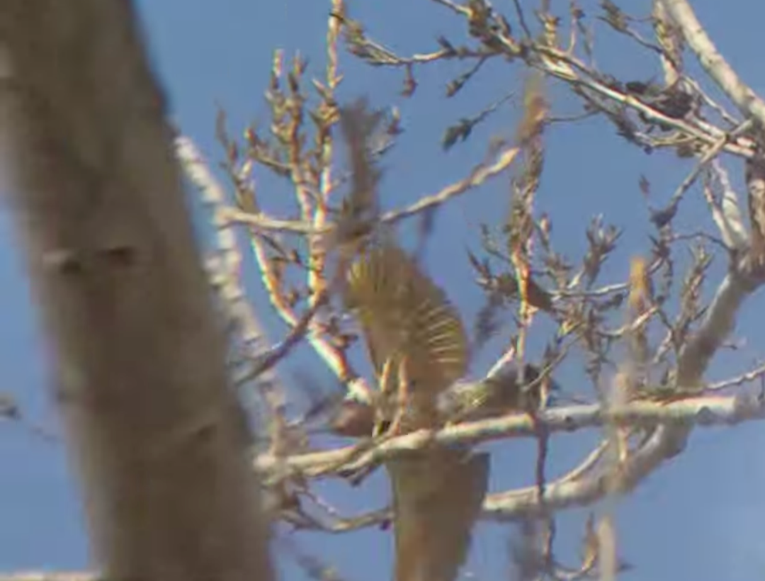Northern Flicker (Yellow-shafted) - ML645994500