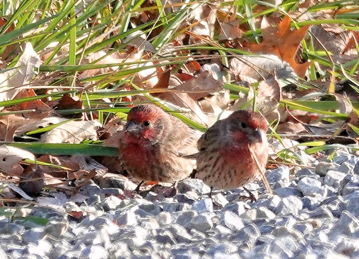 House Finch - ML645994501