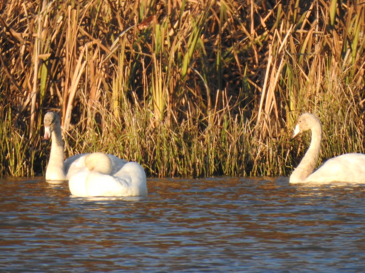 Whooper Swan - ML645994502