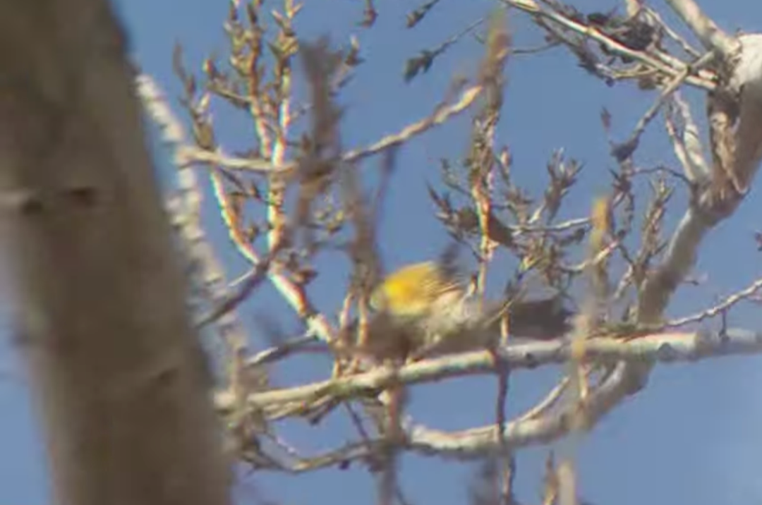 Northern Flicker (Yellow-shafted) - ML645994504