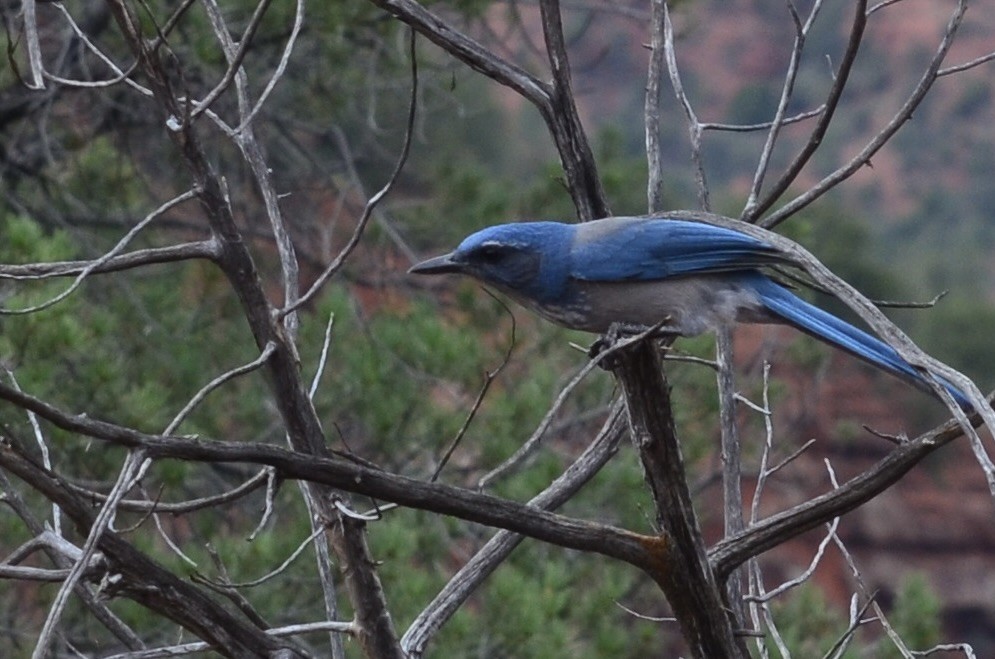 Woodhouse's Scrub-Jay - ML645994508