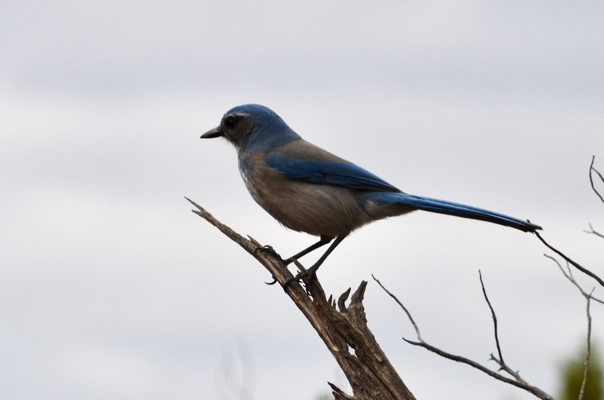 Woodhouse's Scrub-Jay - ML645994509