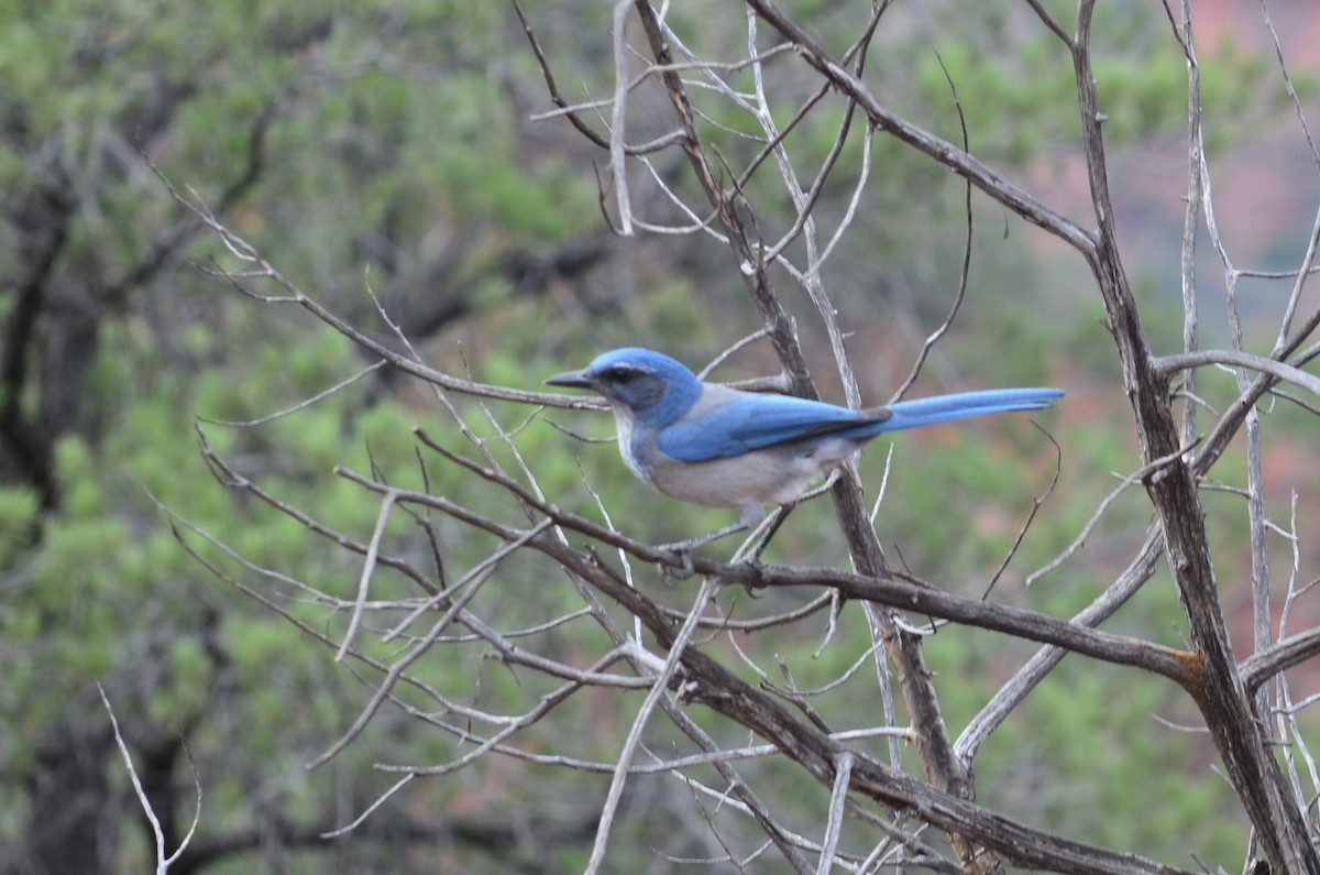 Woodhouse's Scrub-Jay - ML645994510