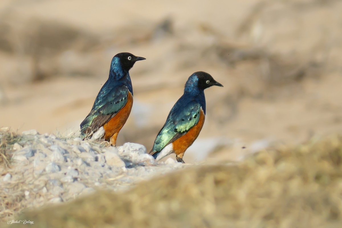 Superb Starling - ML645994512